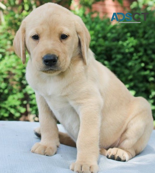 Labrador Retriever puppies for sale