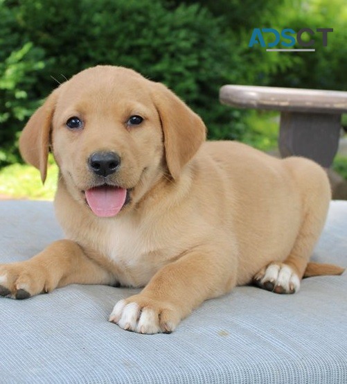 Labrador Retriever puppies for sale