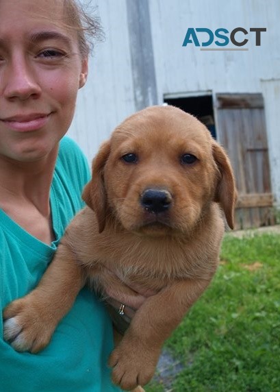 Labrador Retriever puppies for sale