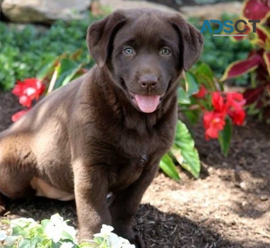 Labrador Retriever puppies for sale