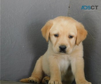 Labrador Retriever puppies for sale