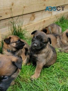 INCREDIBLE  BELGIAN  SHEPERD  PUPS