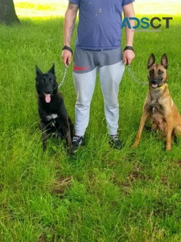 INCREDIBLE  BELGIAN  SHEPERD  PUPS