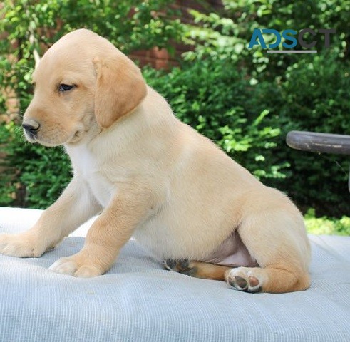 Labrador Retriever puppies for sale