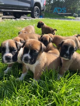 STUNNING BOXER PUPPIES