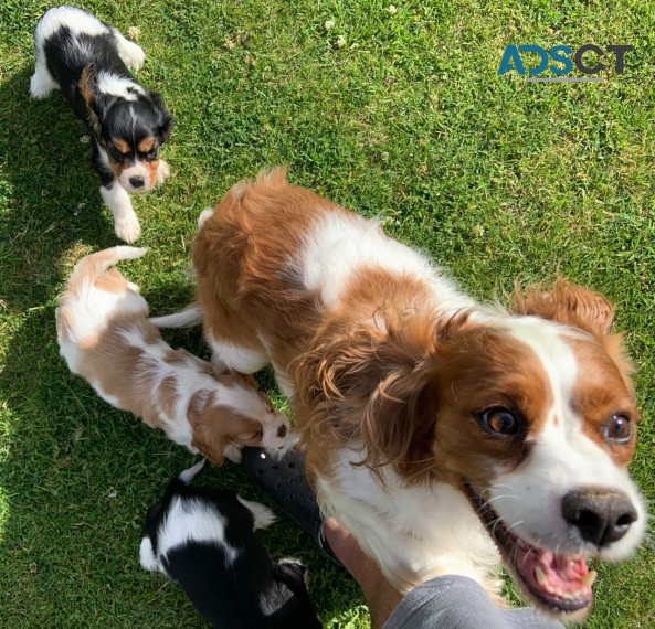 CUTE  CAVALIER  KING  CHARLES  PUPPIES