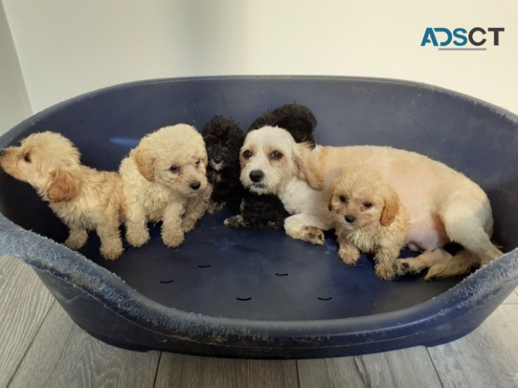 F1  CAVAPOO PUPPIES AVAILABLE NOW