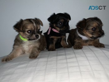 CHORKIE  PUPPIES  LONG HAIR