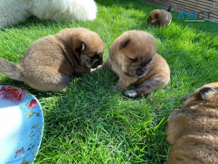 AMAZING CHOW CHOW PUPPIES