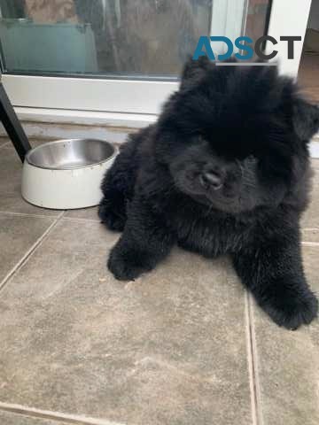 AMAZING CHOW CHOW PUPPIES