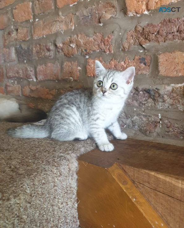 British short hair kitten for sale 