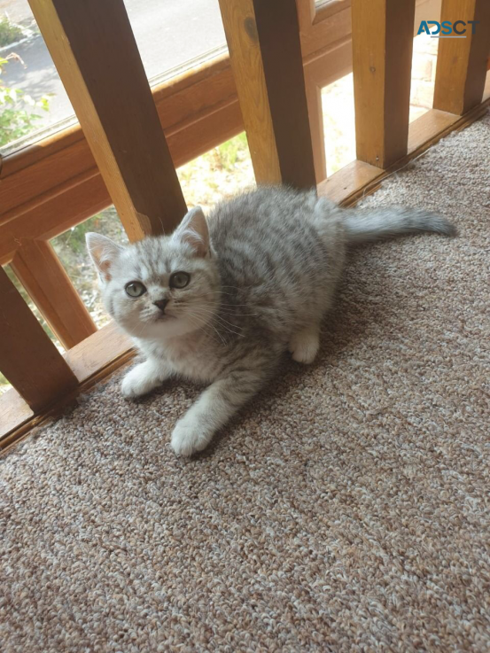 British short hair kitten for sale 