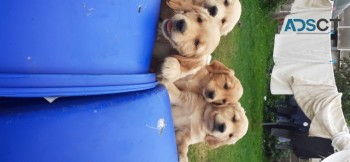 CHARMING GOLDEN RETRIEVER PUPPIES FOR SA