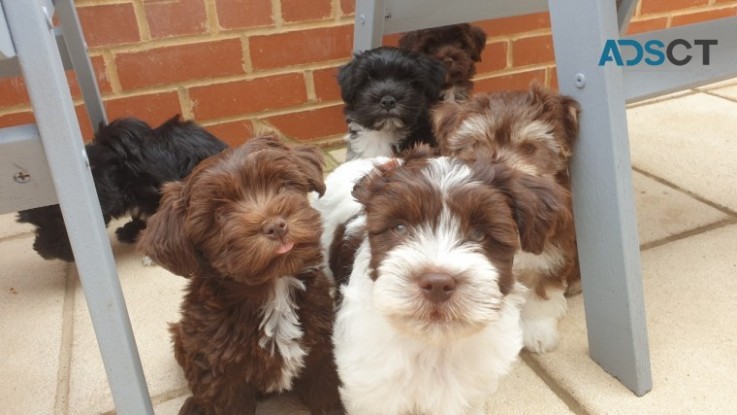 ADORABLE HAVANESE PUPPIES