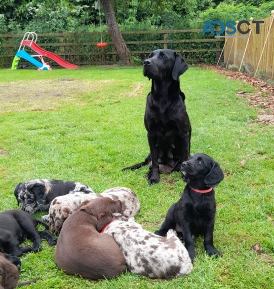 INTELLIGENT LABRADOODLE PUPPIES