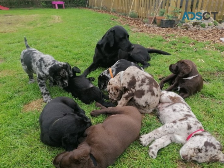 INTELLIGENT LABRADOODLE PUPPIES