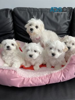 MALTESE PUPPIES FOR SALE NOW