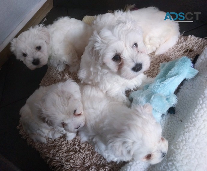 MALTESE PUPPIES FOR SALE NOW