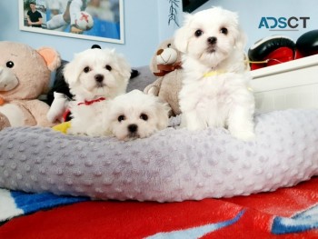 MALTESE PUPPIES FOR SALE NOW