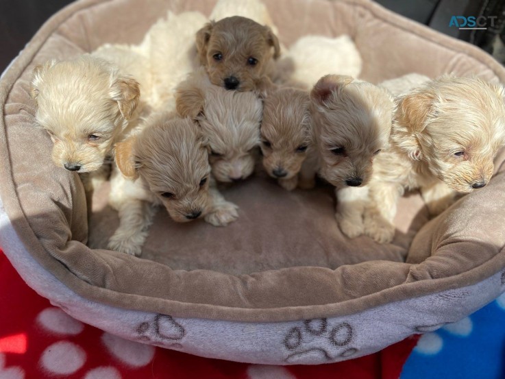 MALTIPOO PUPPIES AVAILABLE NOW