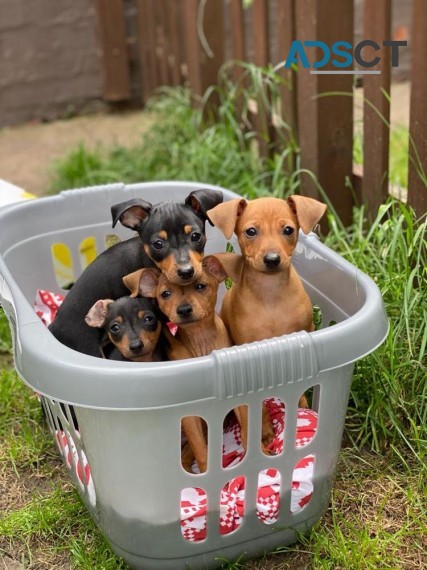 MINIATURE PINSCHER PUPPIES FOR SALE