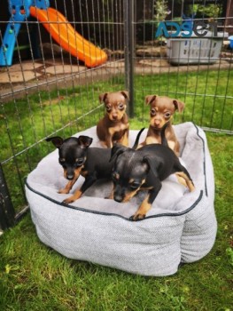 MINIATURE PINSCHER PUPPIES FOR SALE