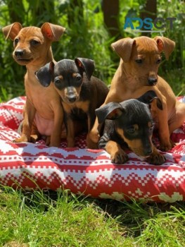 MINIATURE PINSCHER PUPPIES FOR SALE