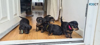 MORKIE PUPPIES FOR A NEW HOME NOW