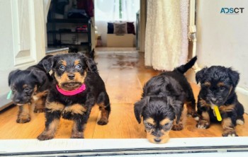 MORKIE PUPPIES FOR A NEW HOME NOW