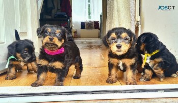 MORKIE PUPPIES FOR A NEW HOME NOW