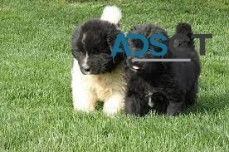 NEWFOUNDLAND PUPPIES FOR SALE