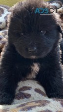 NEWFOUNDLAND PUPPIES FOR SALE