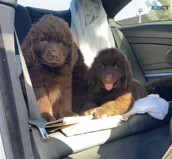 NEWFOUNDLAND PUPPIES FOR SALE