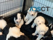 OLD ENGLISH SHEEPDOG FOR SALE