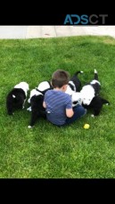 OLD ENGLISH SHEEPDOG FOR SALE