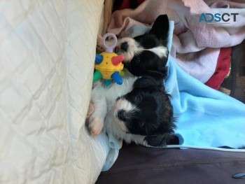 PAPILLON PUPPIES READY NOW