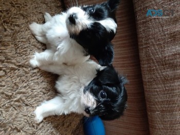 PAPILLON PUPPIES READY NOW