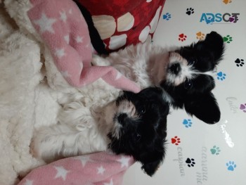 PAPILLON PUPPIES READY NOW