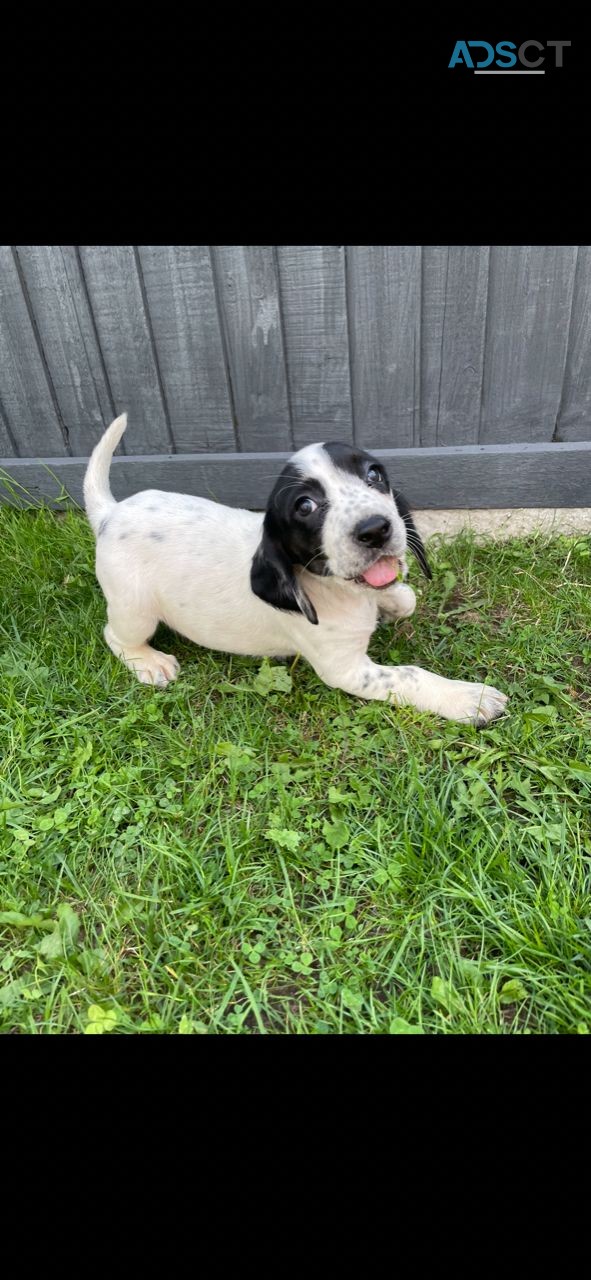 Beagle Puppies for sale 