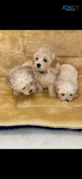 Adorable and tiny maltipoo puppies for s