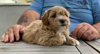 Adorable and tiny maltipoo puppies for s