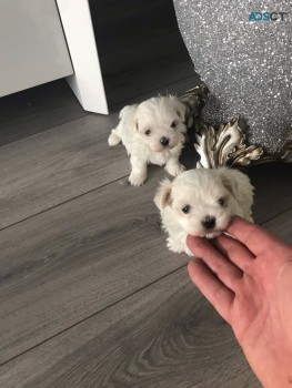 Two Top Class Maltese Puppies Available 