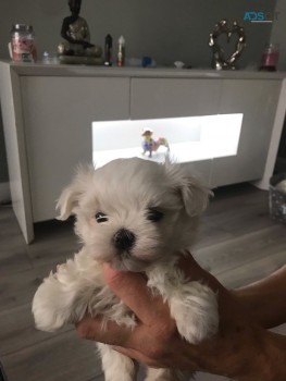 Two Top Class Maltese Puppies Available 