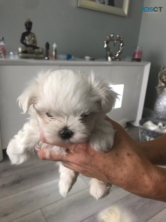 Two Top Class Maltese Puppies Available 