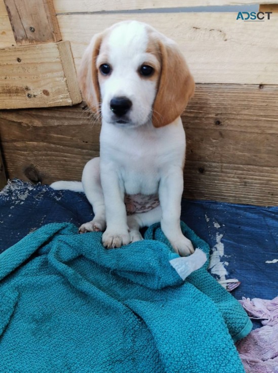 adorable female beagle puppy to re home