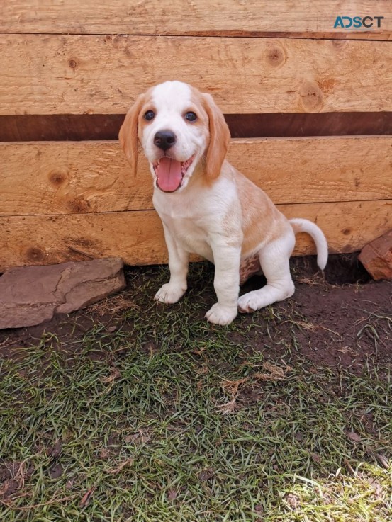 adorable female beagle puppy to re home