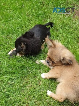 PEKINGESE PUPPIES AVAILABLE NOW