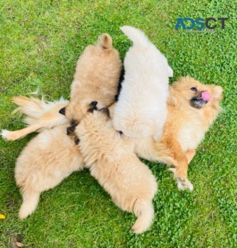 POMERANIAN  PUPPIES  FOR SALE NOW