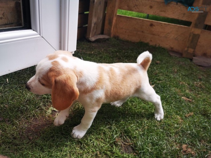 Beagle Puppies for sale 