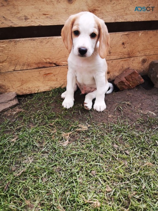 Beagle Puppies for sale 